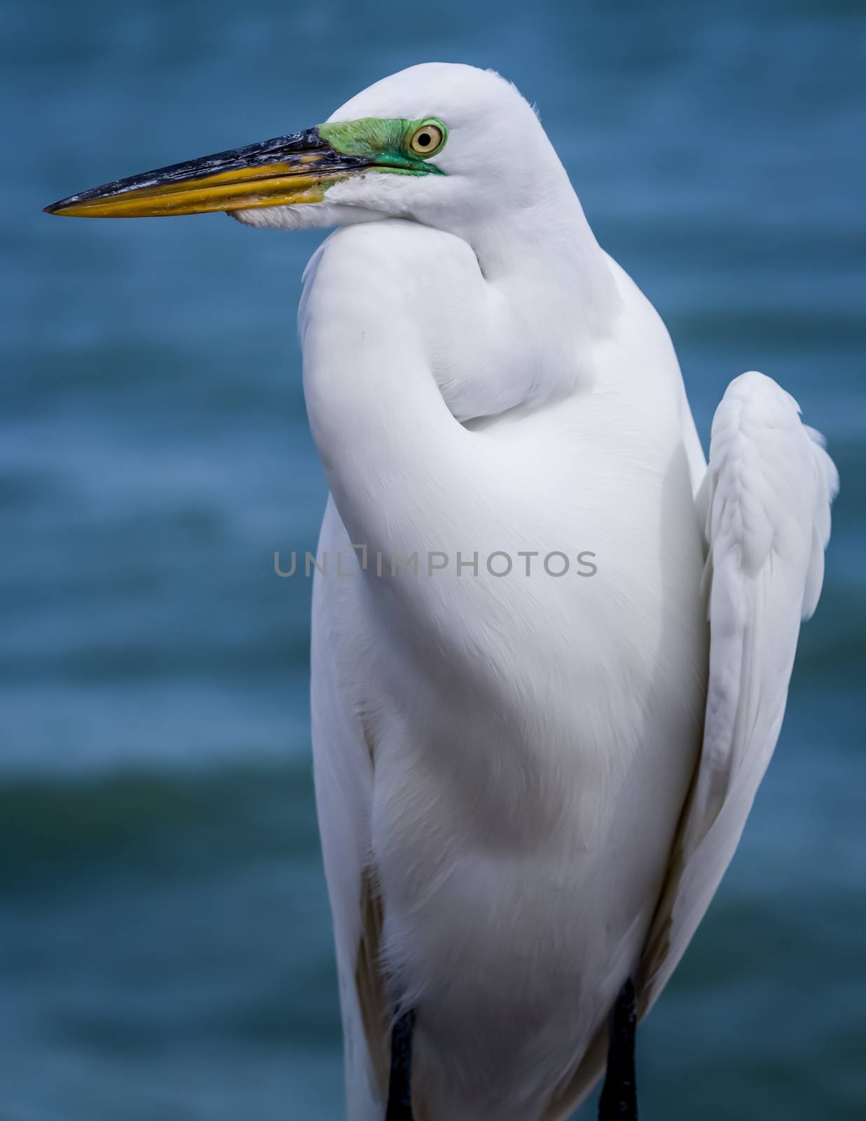 An egret on Sanibel Island, Florida, USA.