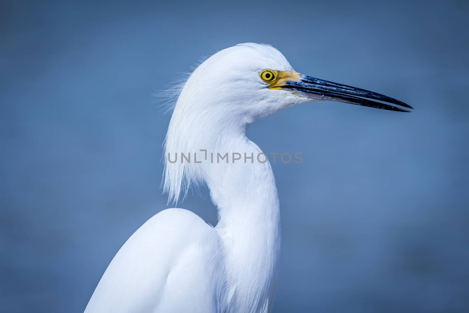 Egret by backyard_photography