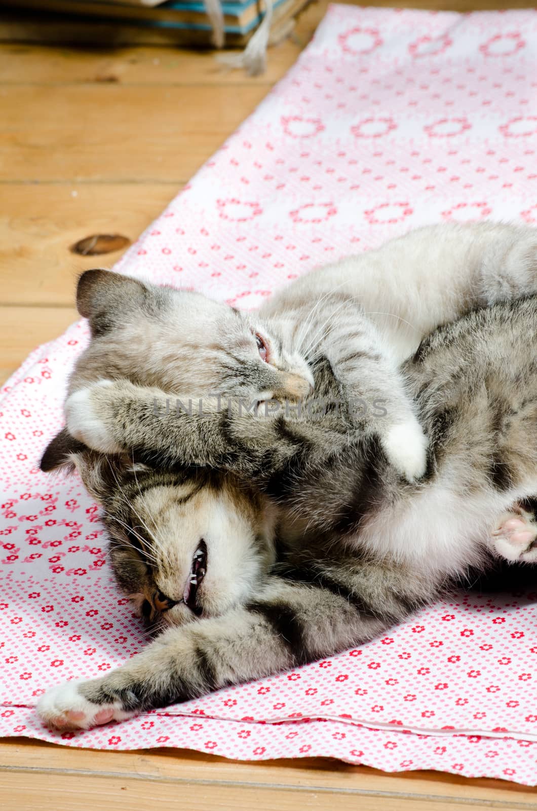 kittens fighting