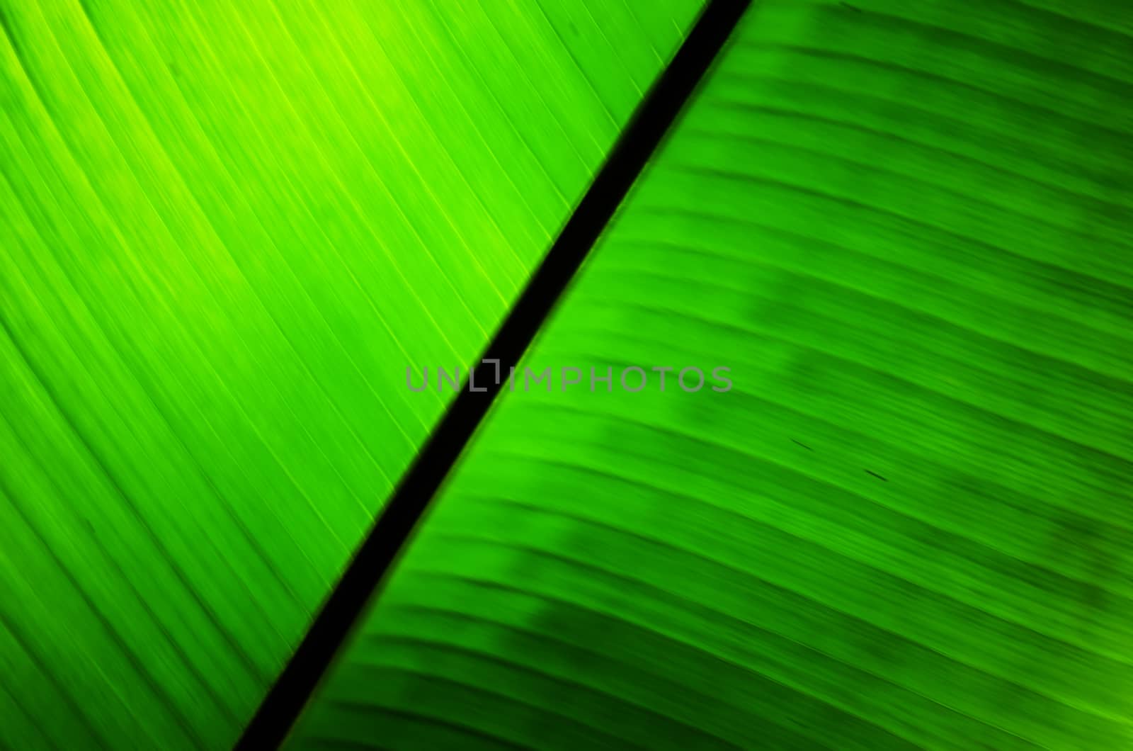 abstract green background by sarkao