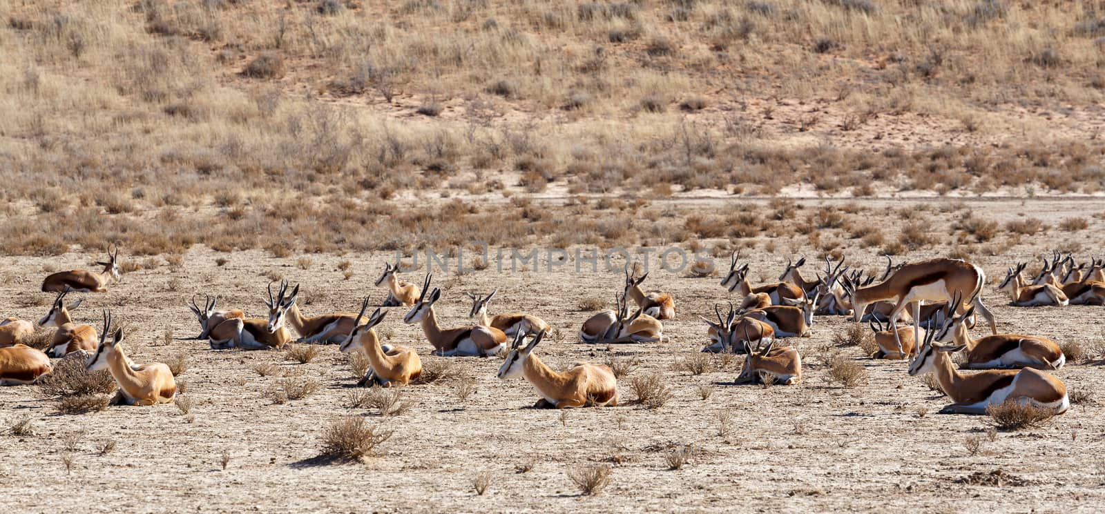 herd of springbok, Kgalagadi Transfontier park, South Africa