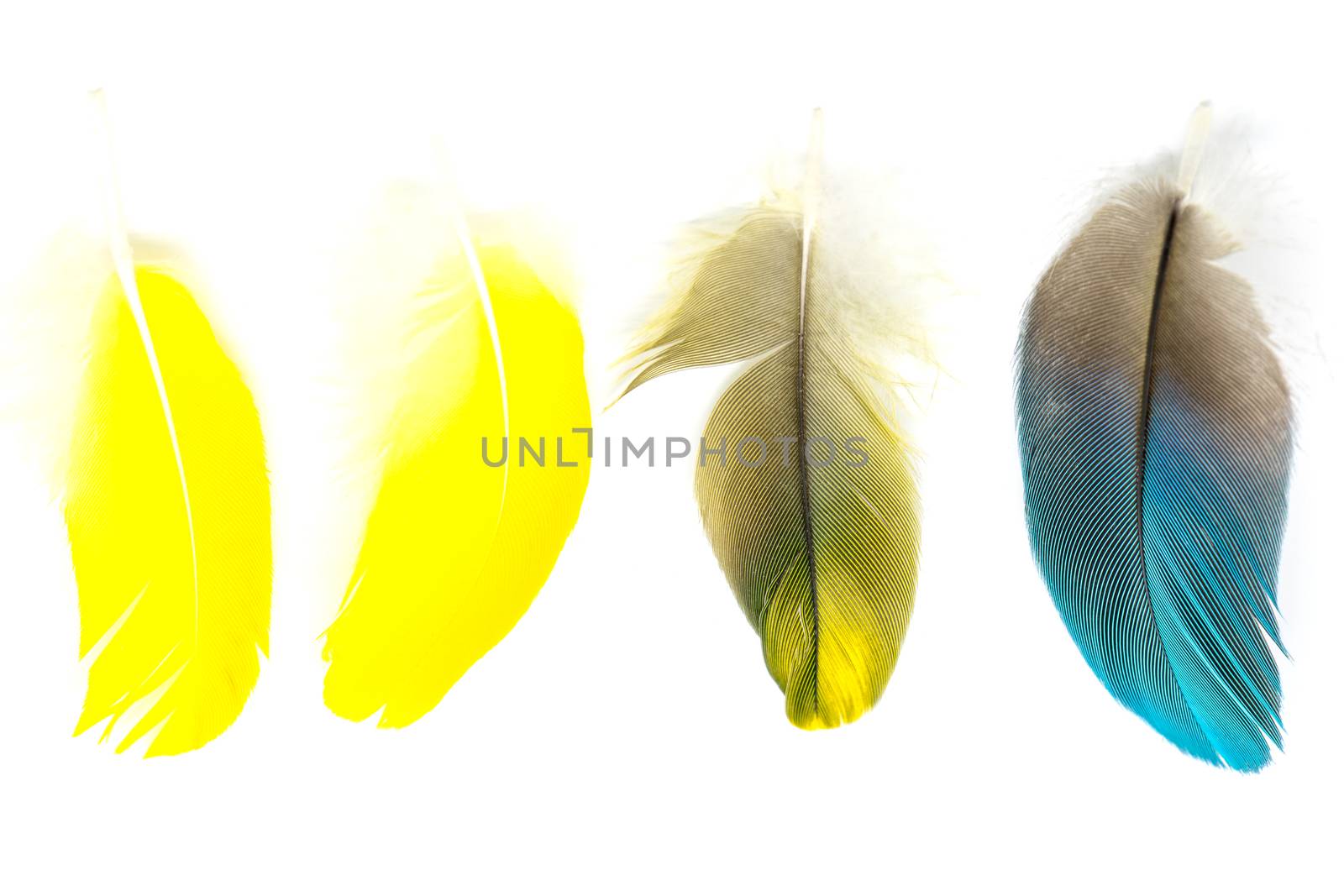 Colorful bird feathers isolated on white background