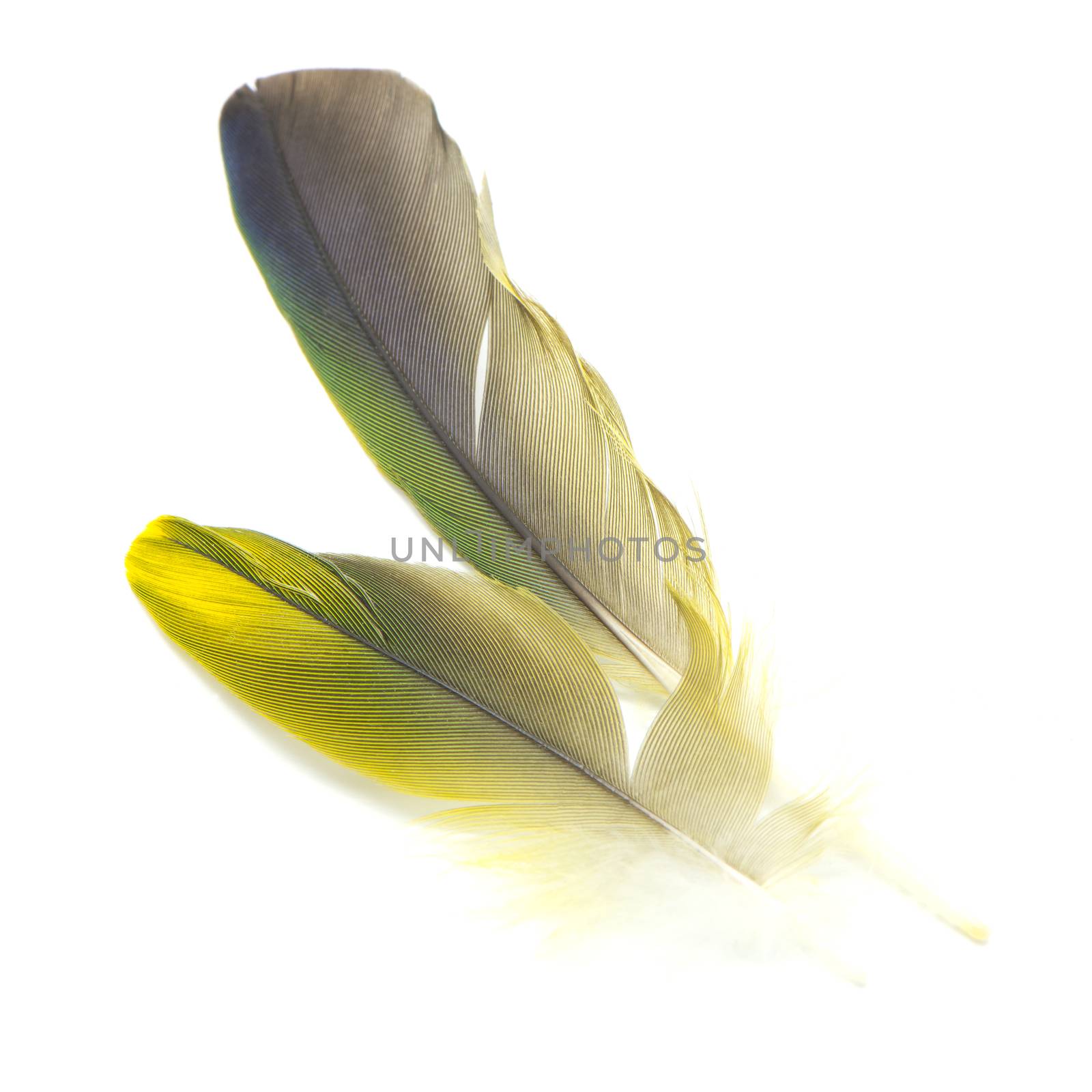 Colorful bird feathers isolated on white background