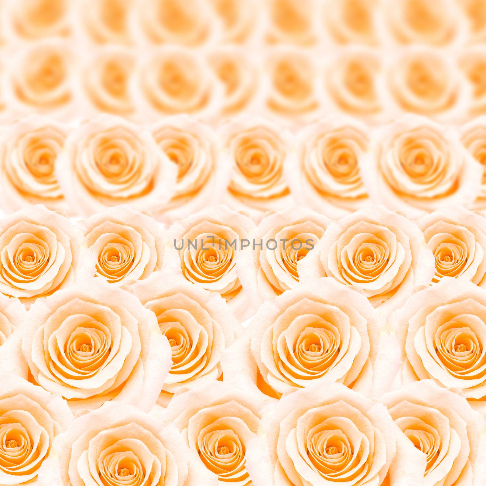 orange rose pattern by panuruangjan