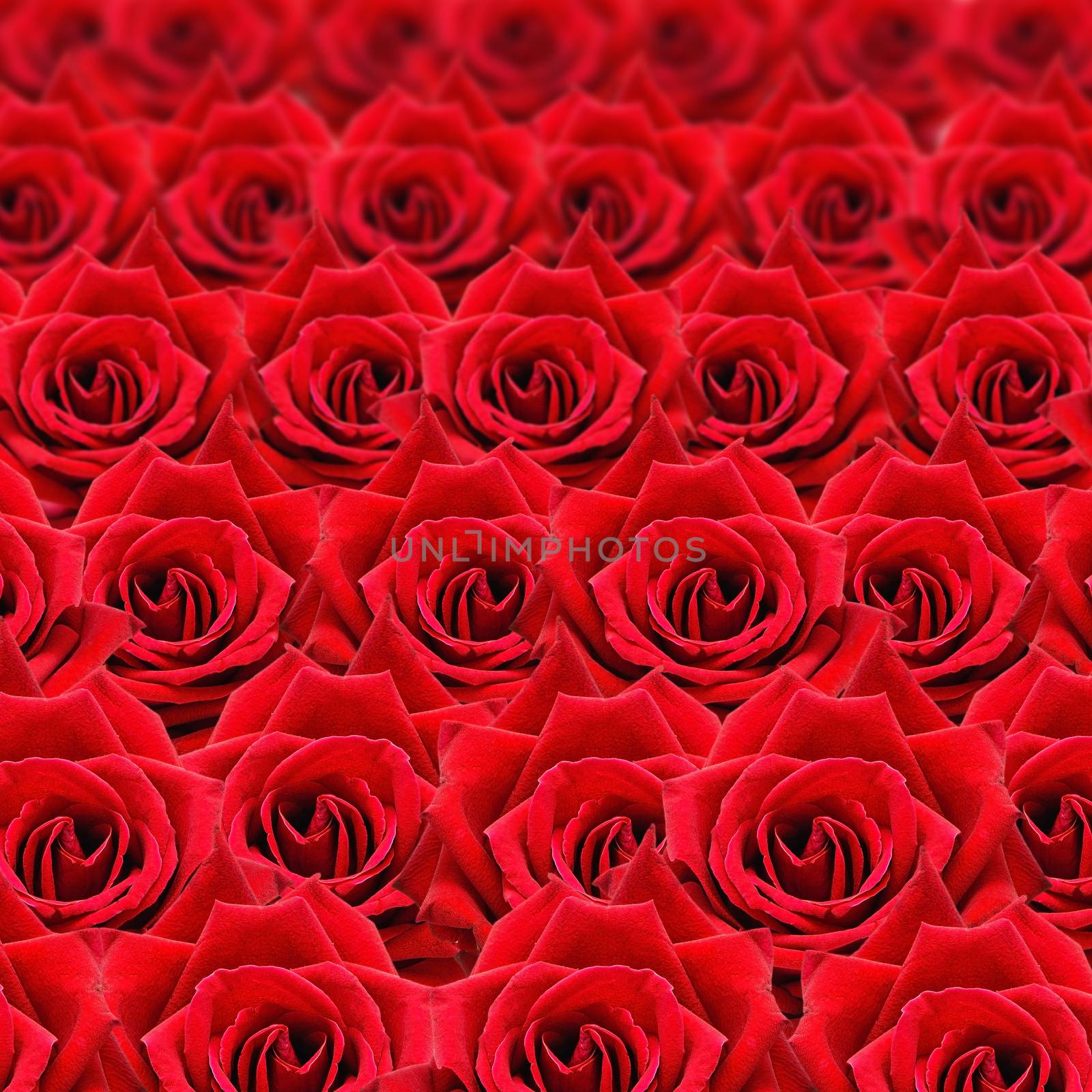 Beautiful red rose pattern, nature flower abstract background