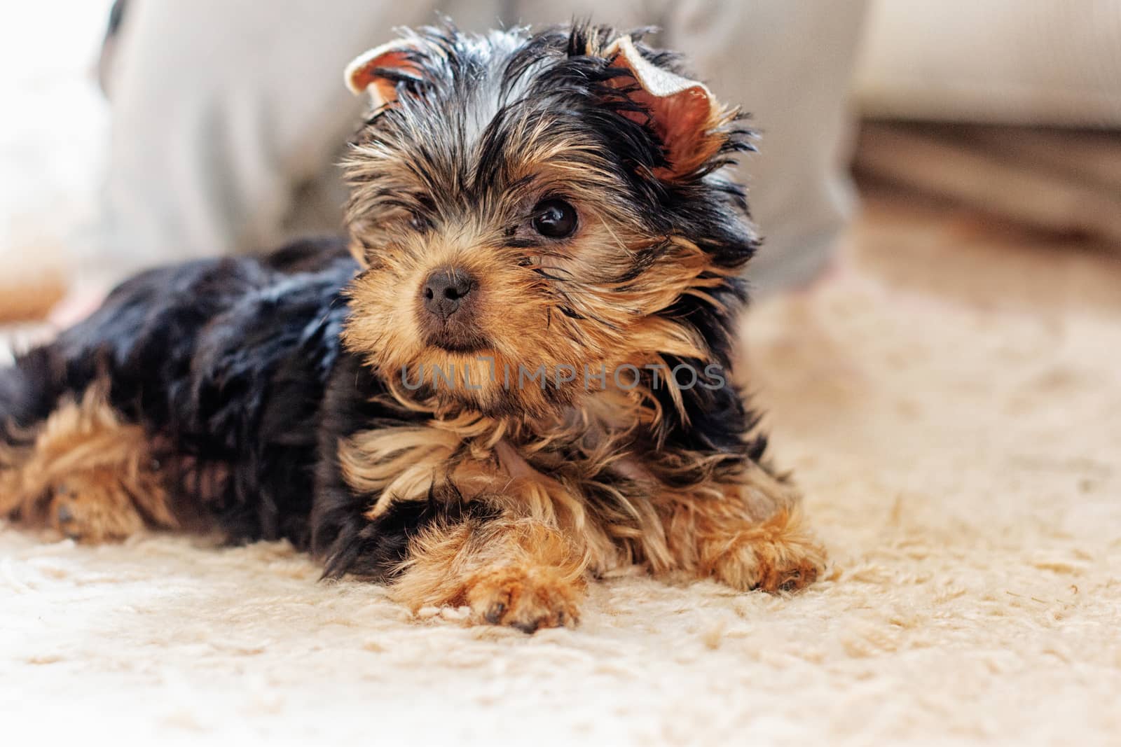 Yorkshire terrier puppy 2 months  by victosha