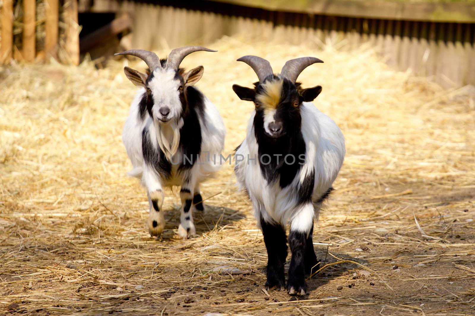 Domestic goats by gwolters