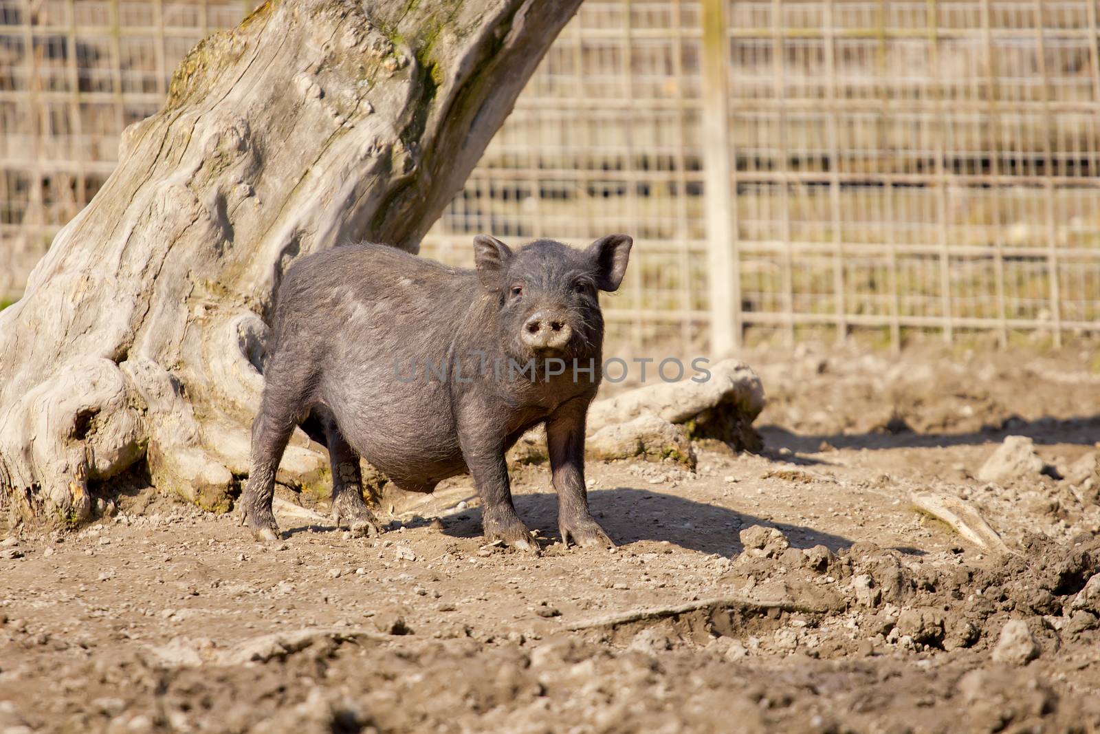 Young wild boar looking nosy