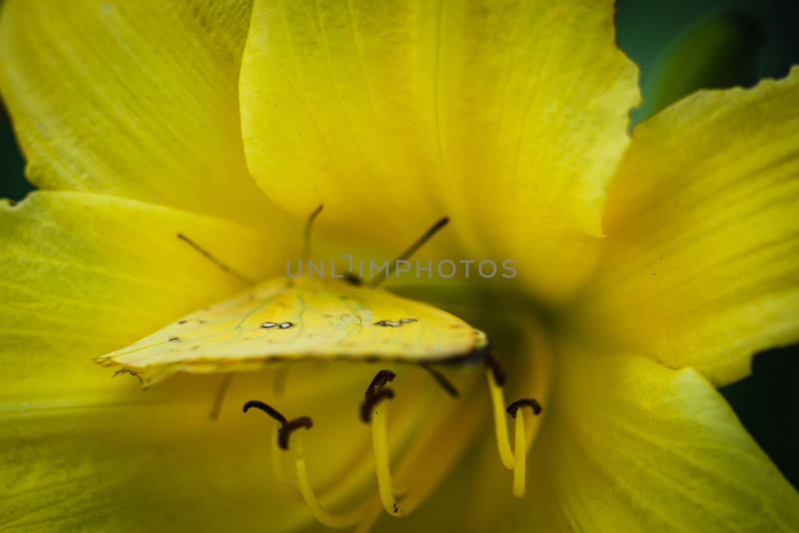 A colorful Cloudless Sulphur Phoebis Sennae butterfly sitting on a yellow Lily.