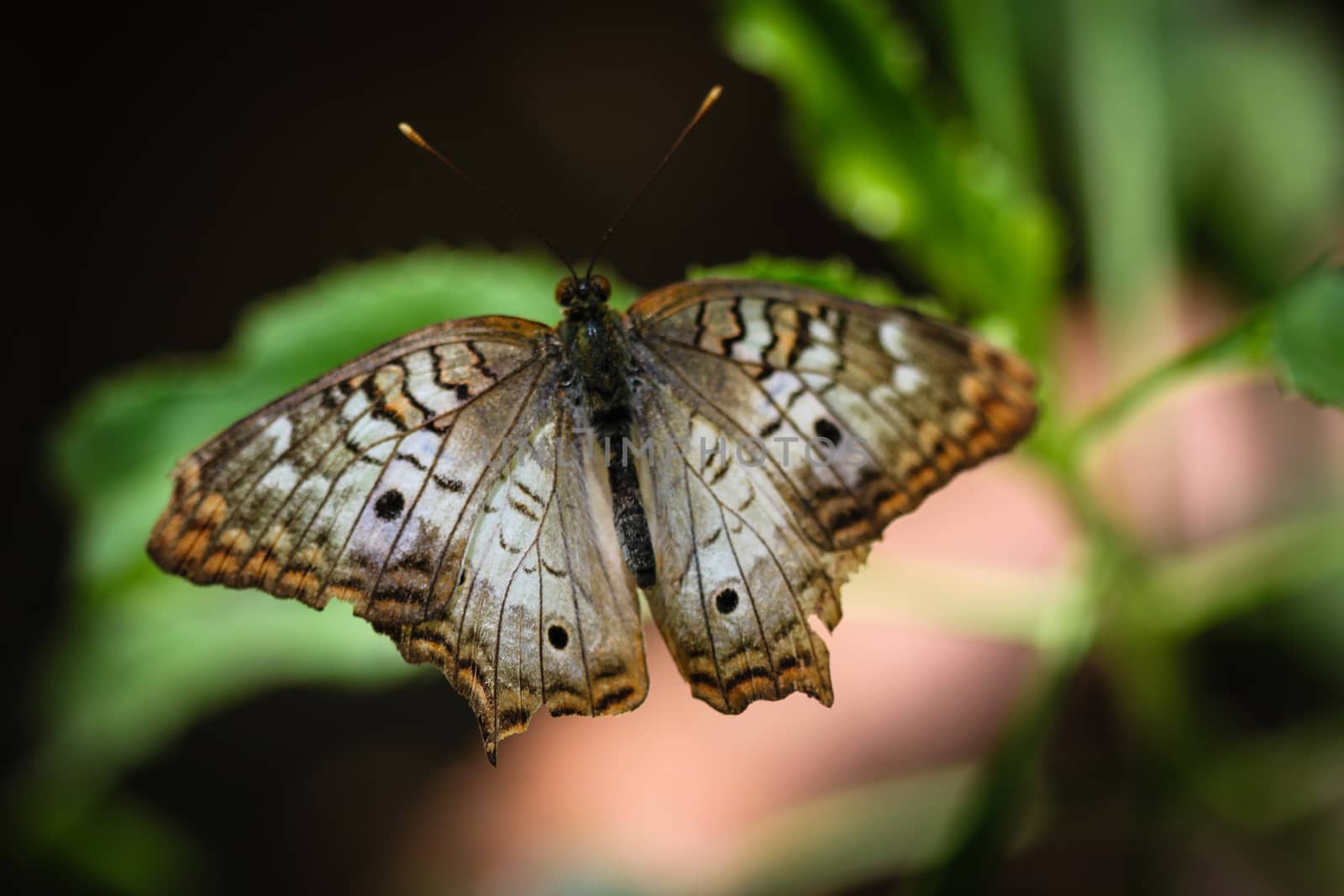 White Peacock Anartia Jatrophae by hlehnerer