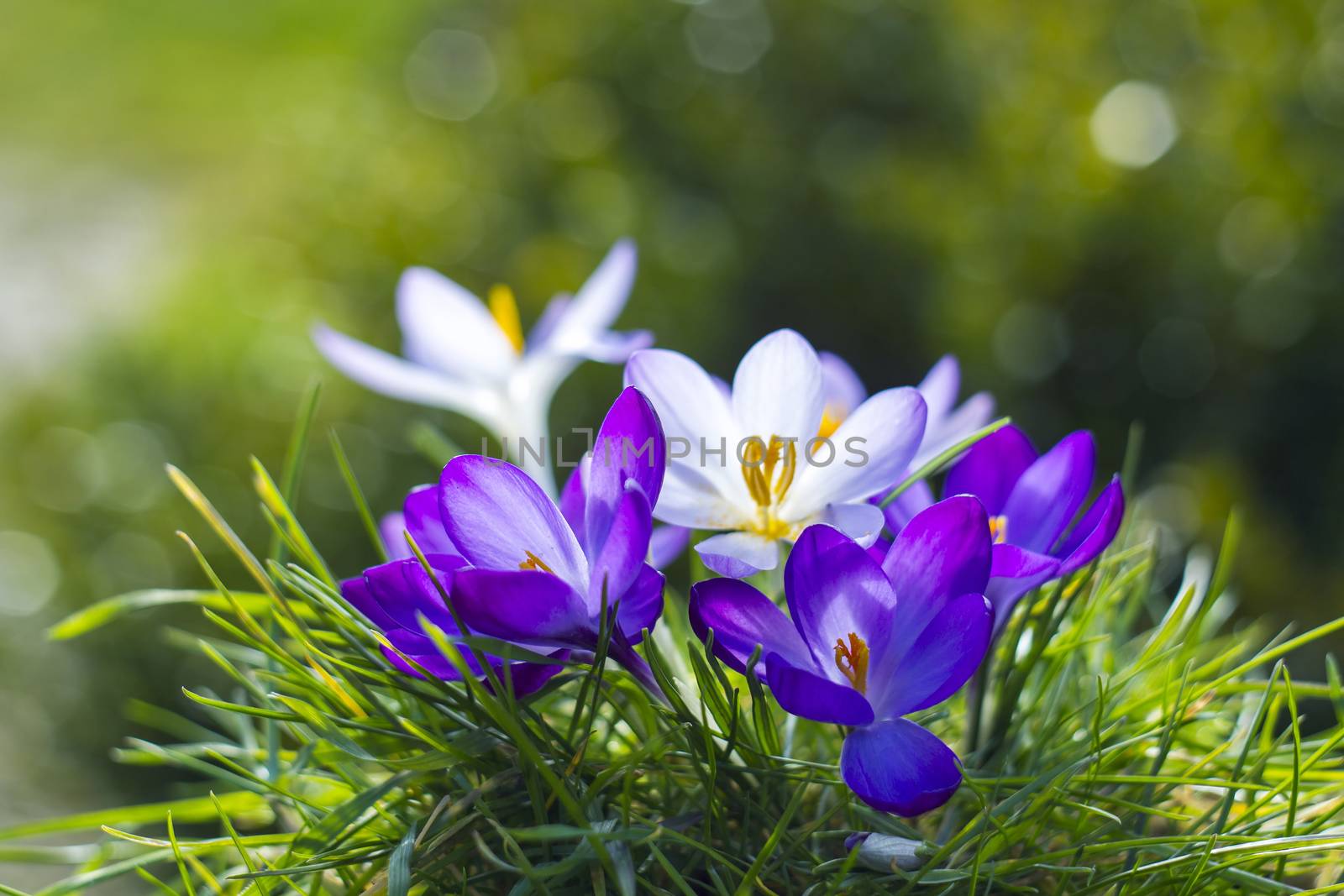 crocus - one of the first spring flowers
