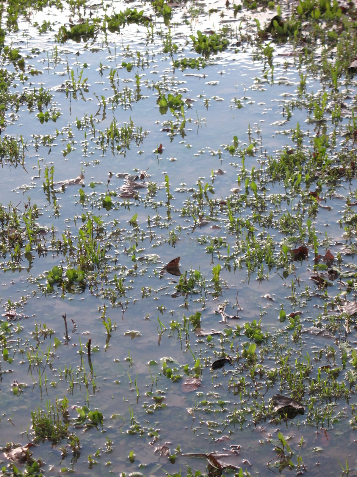 Big puddle in a public park