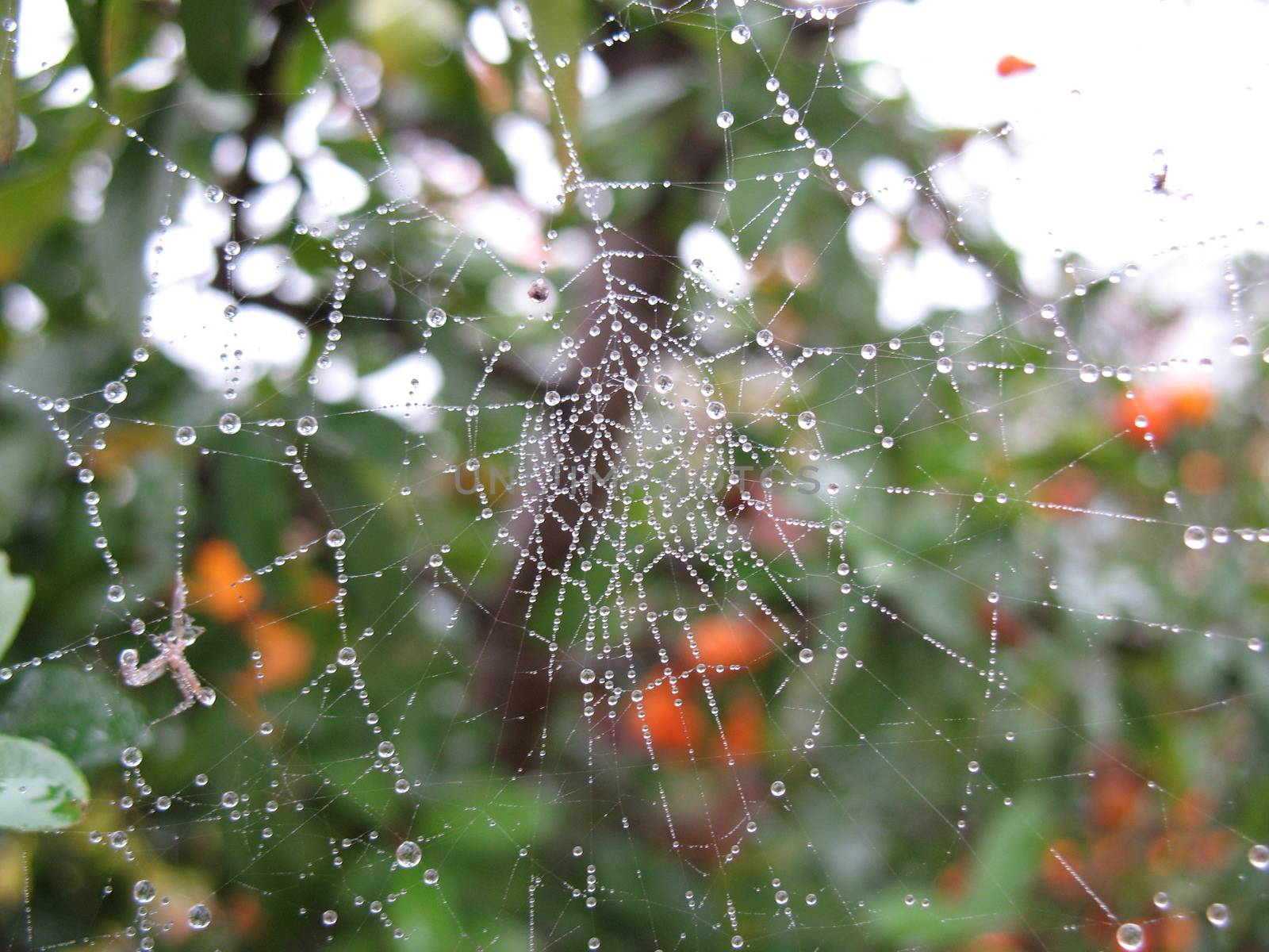 Wet cobweb by tozzimr