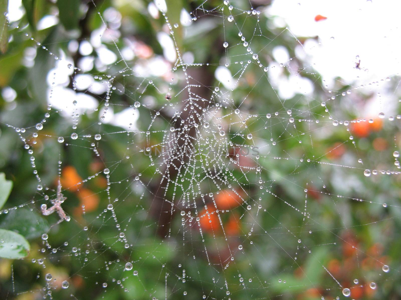 Wet cobweb during the winter time