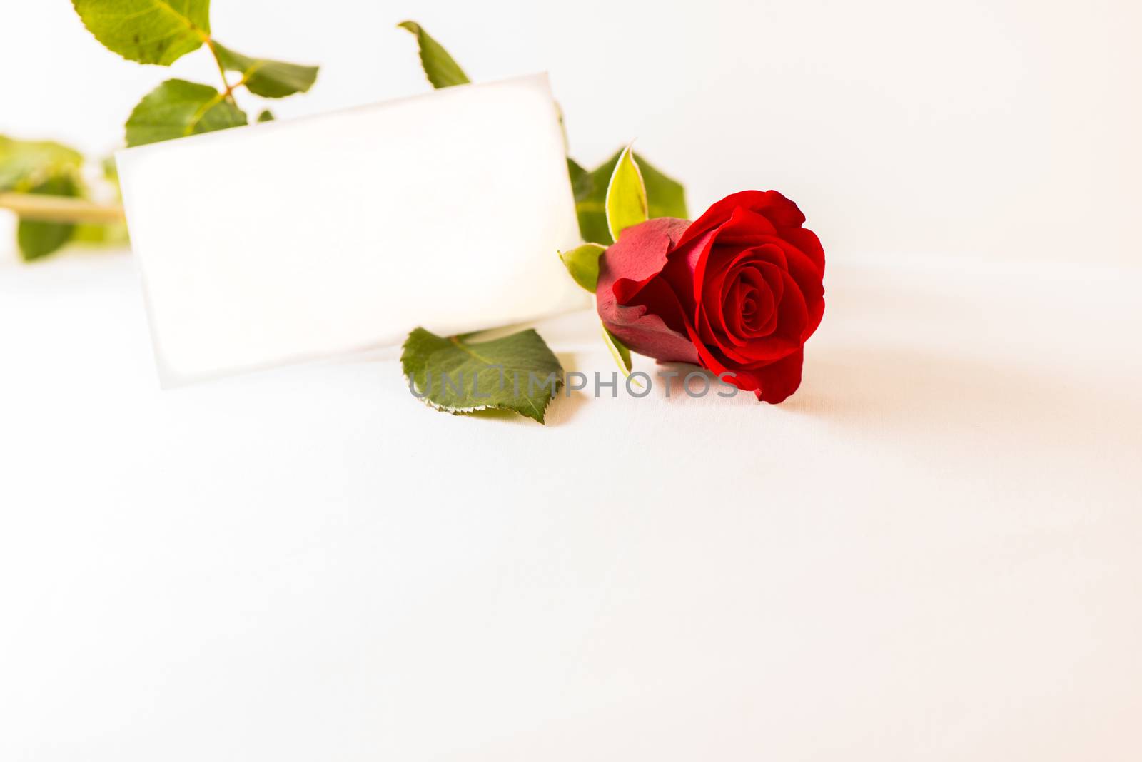 Rose and coupon on white background by Nanisimova