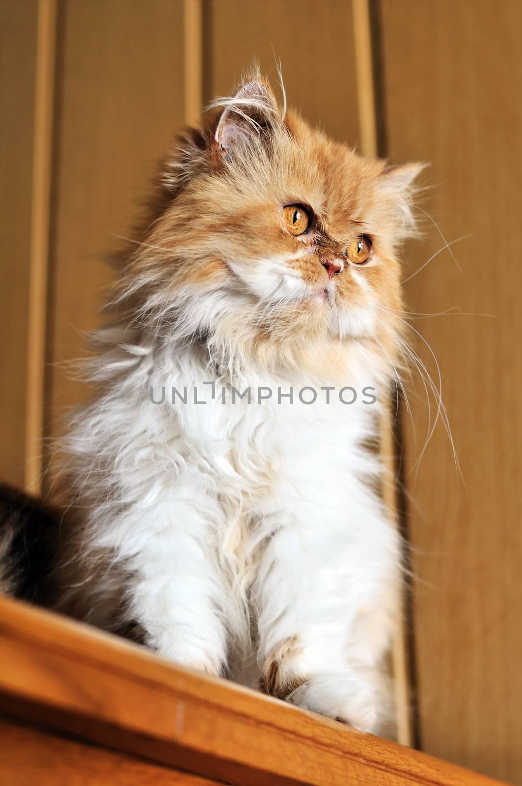 Red persian cat by Reana