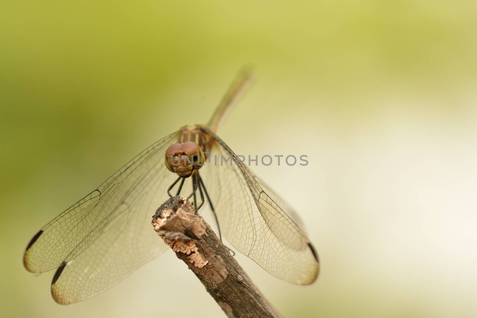 A beautiful dragonfly resting on a brach with a green background