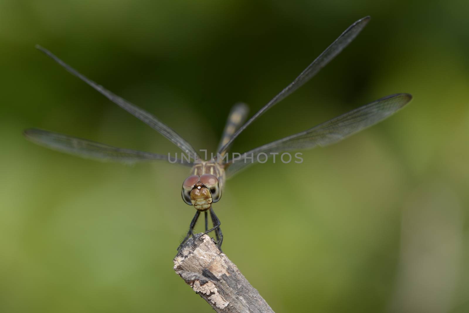 A dragonfly resting on a branch on a green background