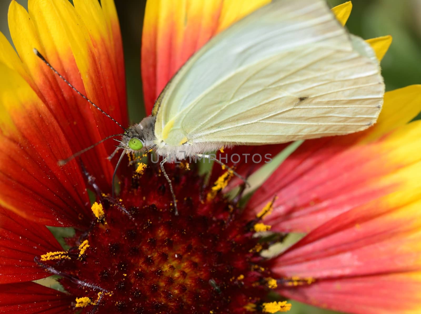 A beautiful white buttefly, Leptophobia aripa, on an orange and yellow daisy