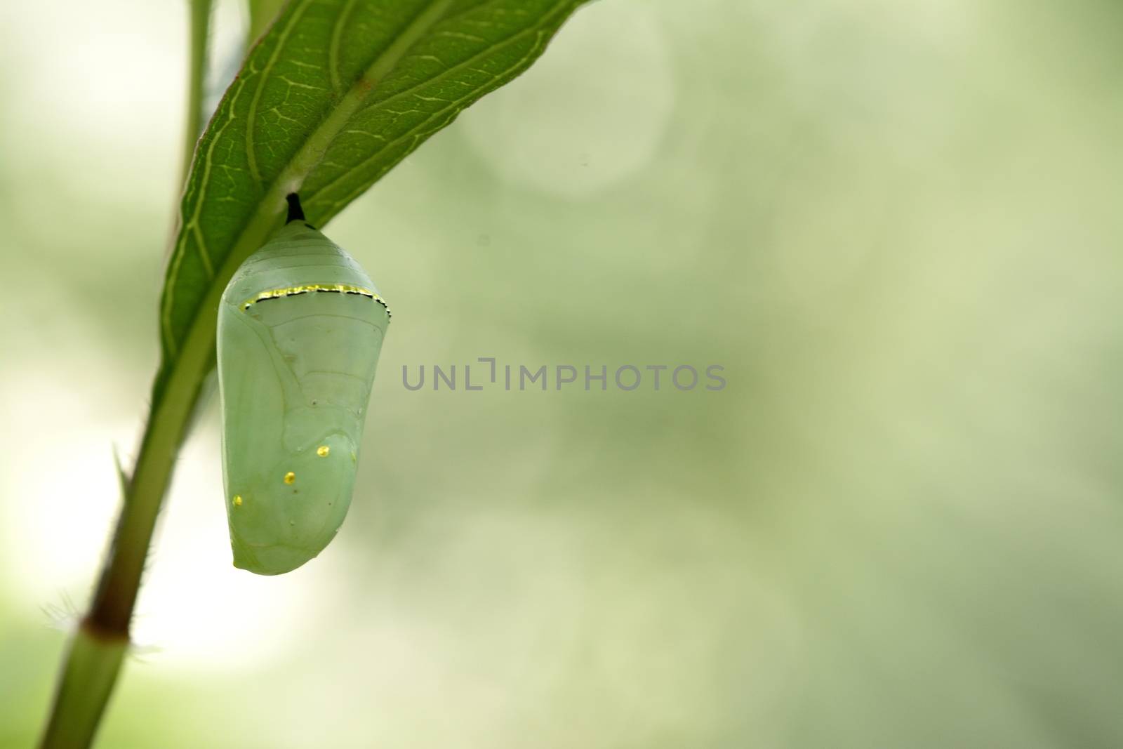A beautiful chrysalis of monarch butterfly Danaus plexippus