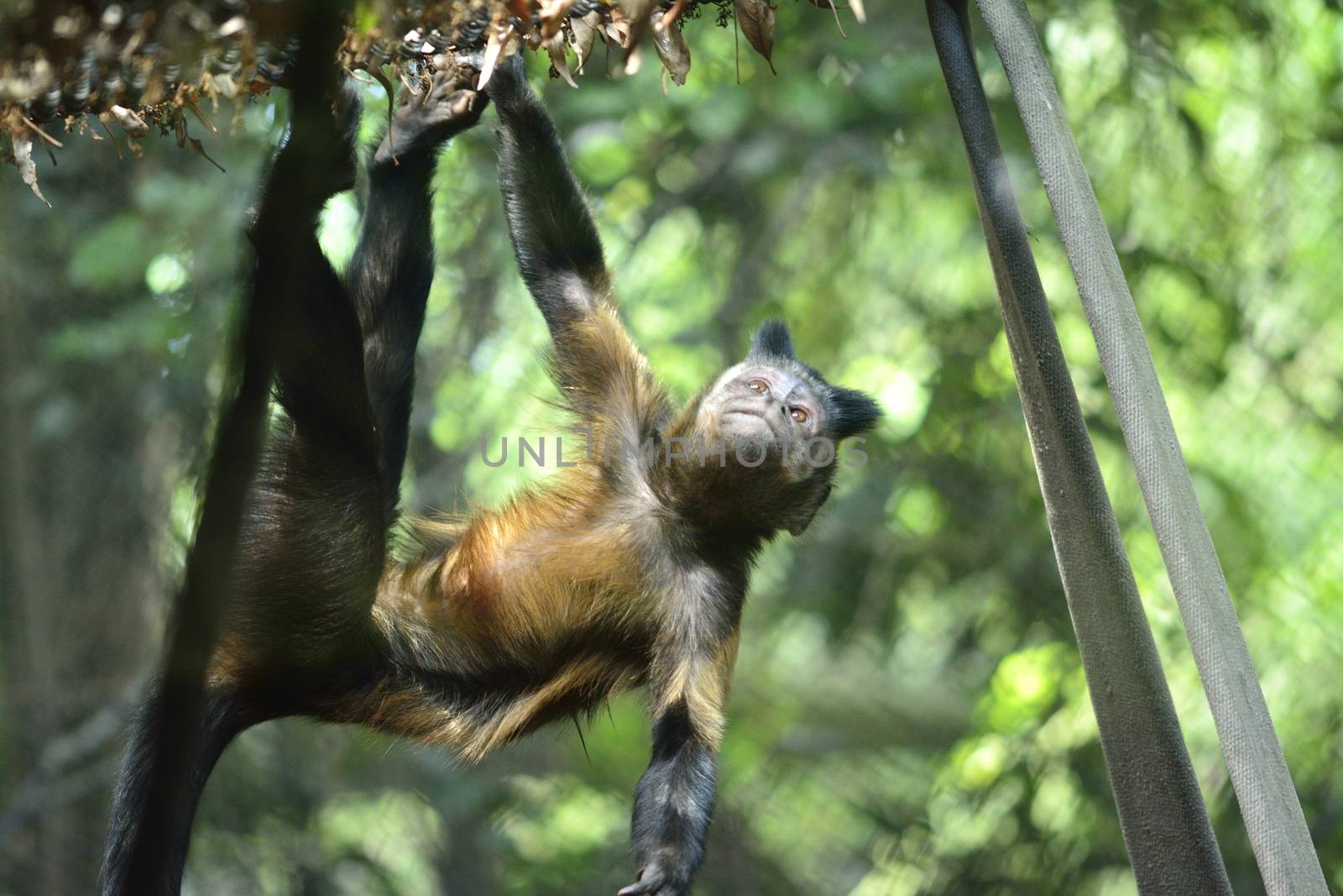 A tufted capuchin monkey, Cebus apella, climbing