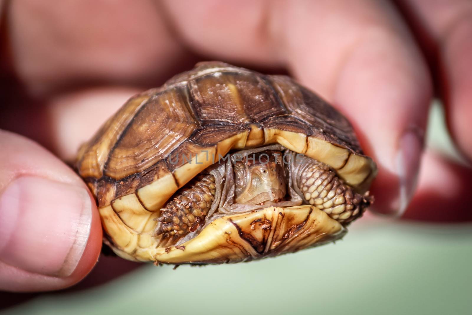 Closeup of a juvenile turtle. Color image.