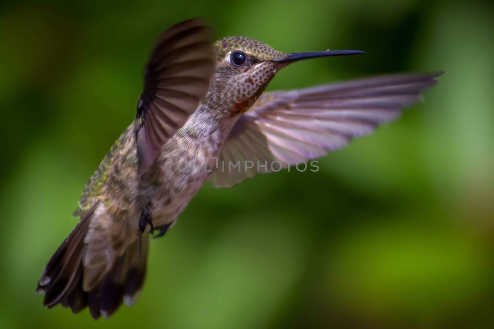An Anna's hummingbird. Closeup. In flight. Day. Color image.