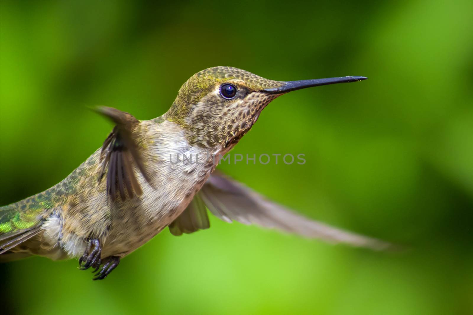 Anna's Hummingbird in Flight by backyard_photography