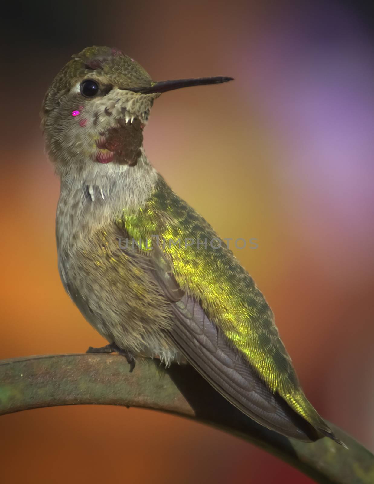 A hummingbird is perched and looking at the camera. Color image. Day.