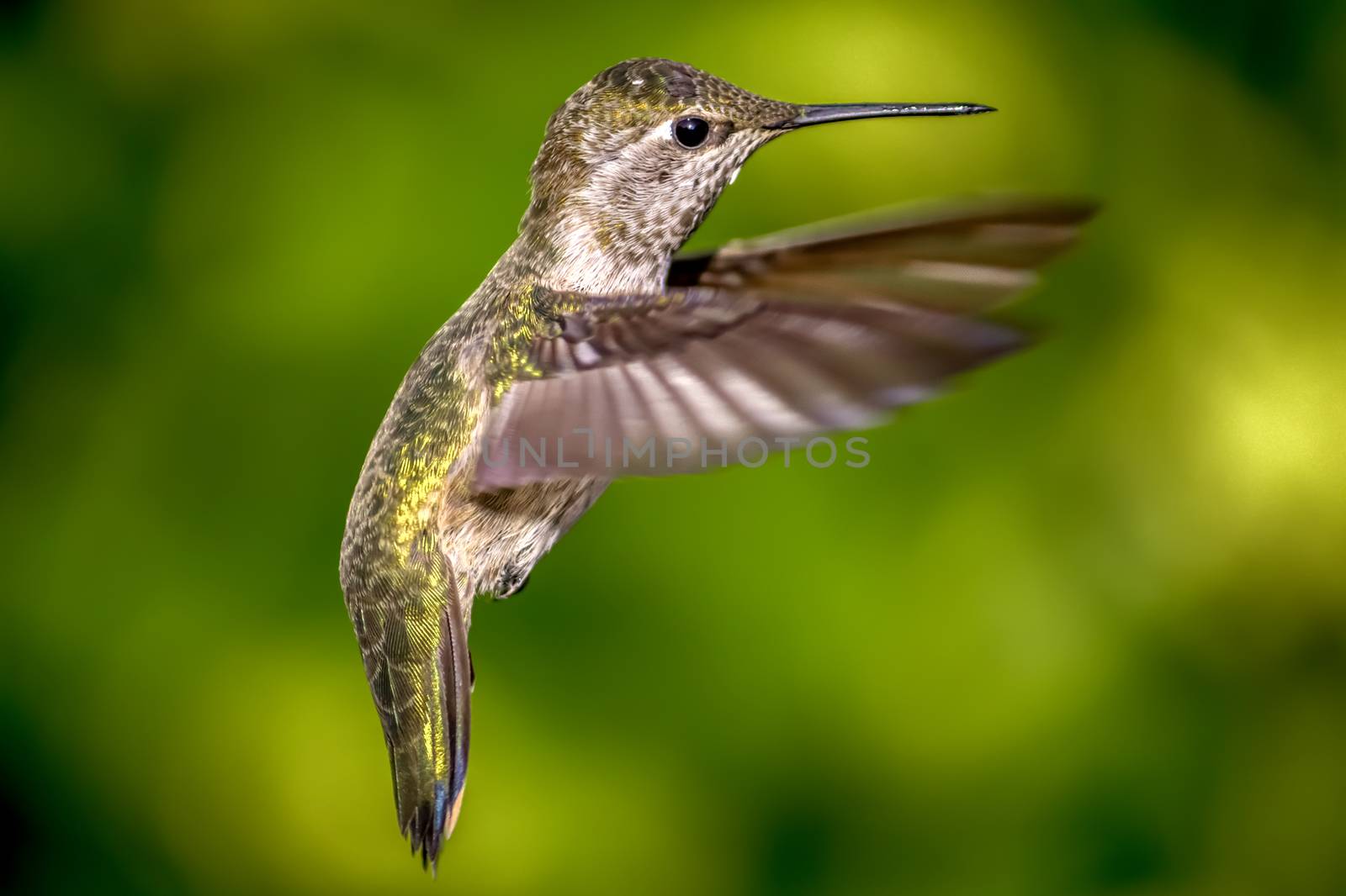 An Anna's hummingbird. Closeup. In flight. Day. Color image.