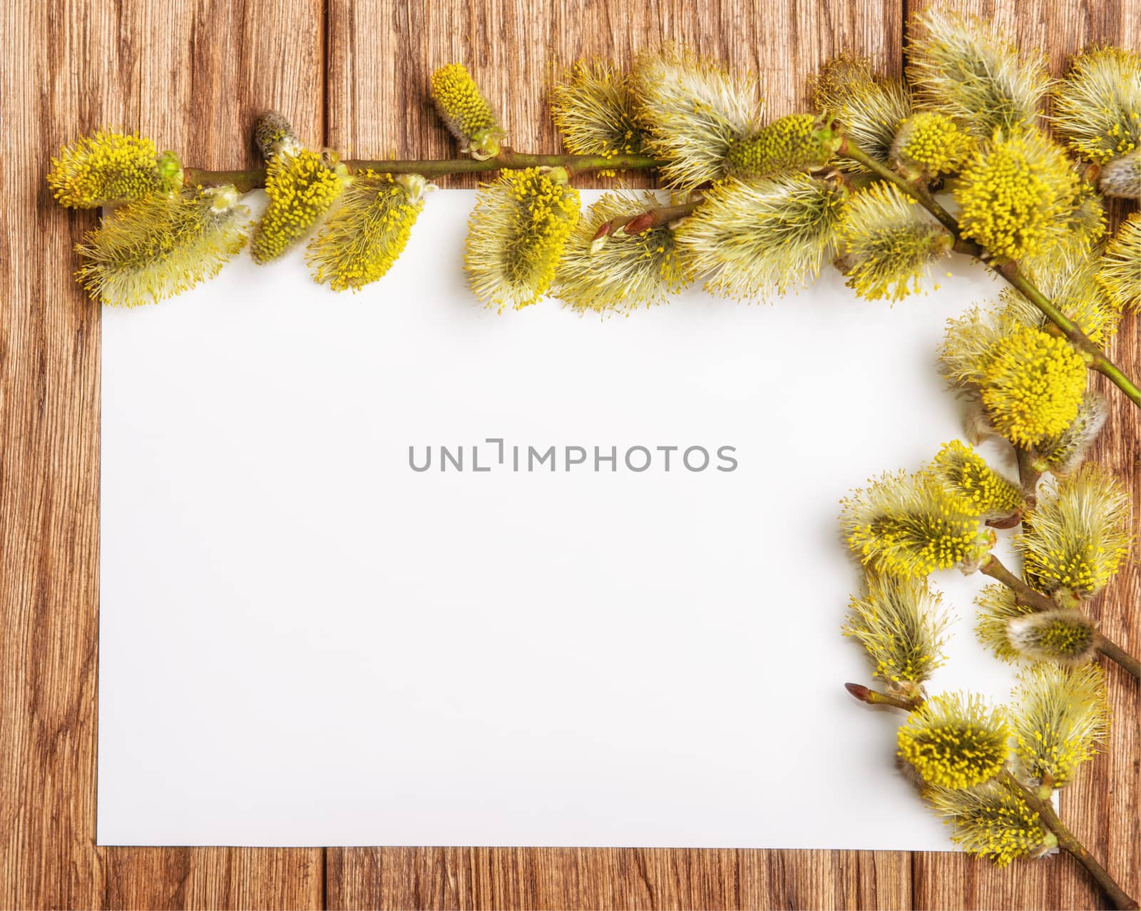 willow catkin on the old wooden table and paper blank by Draw05