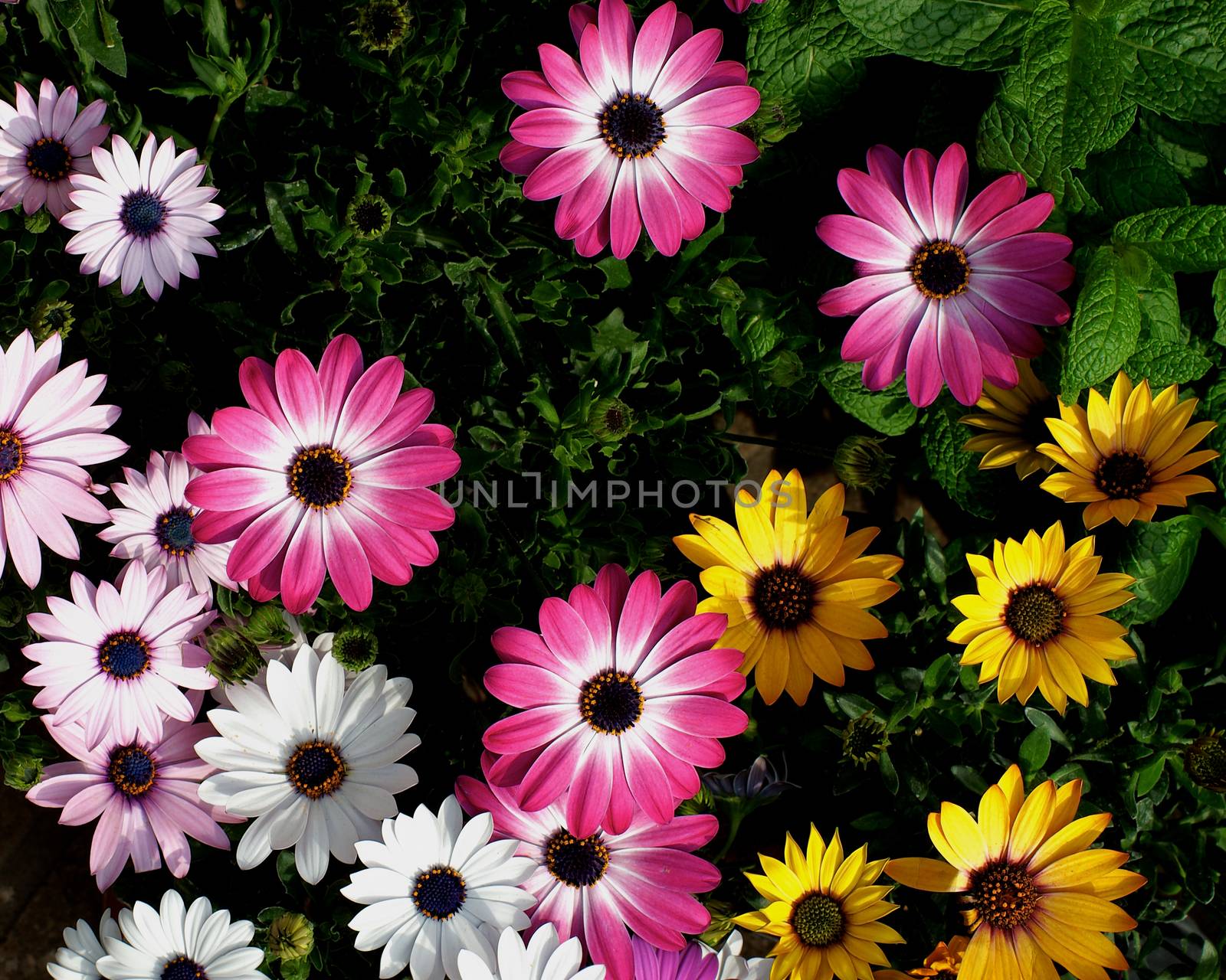 Beauty Pink, White and Yellow Garden Daisy Flowers with Buds and Leafs Outdoors. Top View