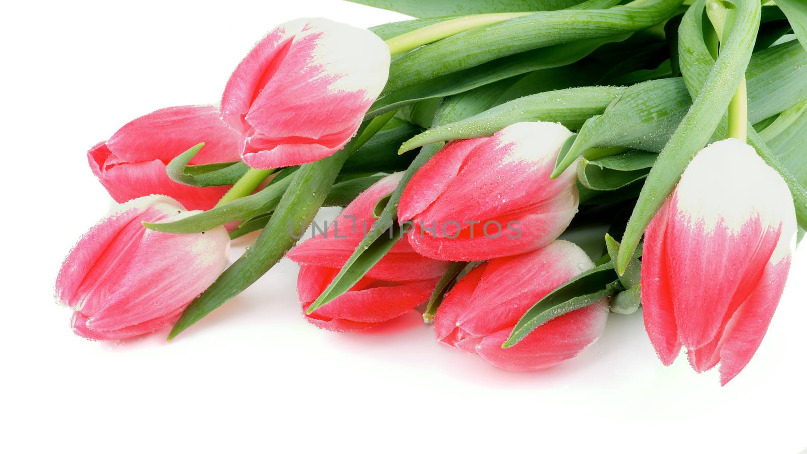 Arrangement of Spring Magenta Tulips with Leafs and Water Drops closeup on white background