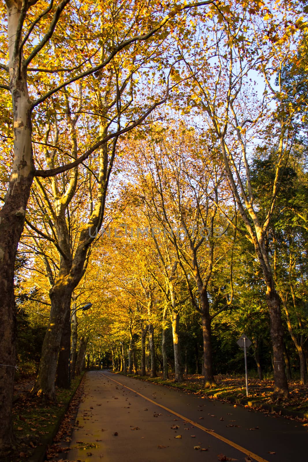 Tunnel from trees growing and road path