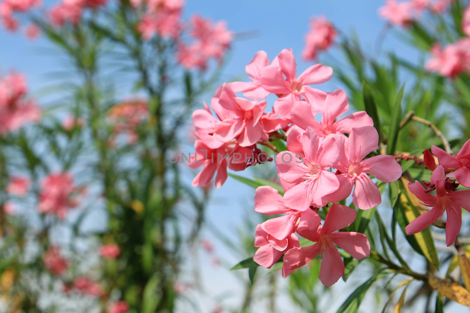 Beautiful pink flowers in tropical garden by foto76