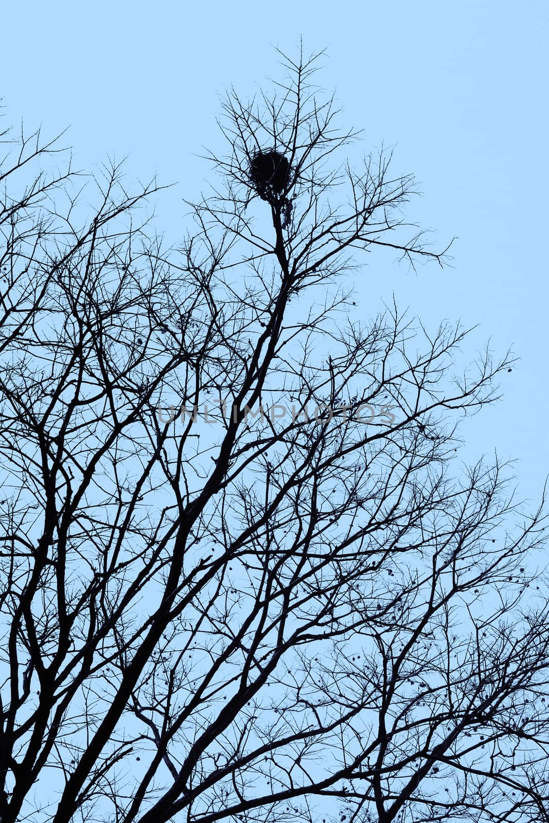 Nest in a tree under the sky