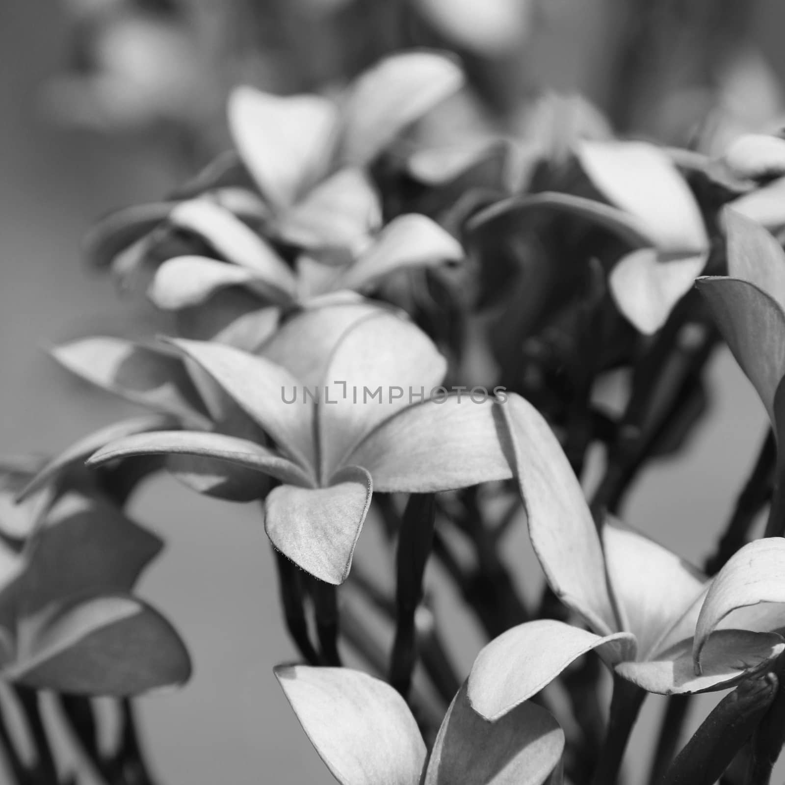 Tropical flowers frangipani (plumeria)