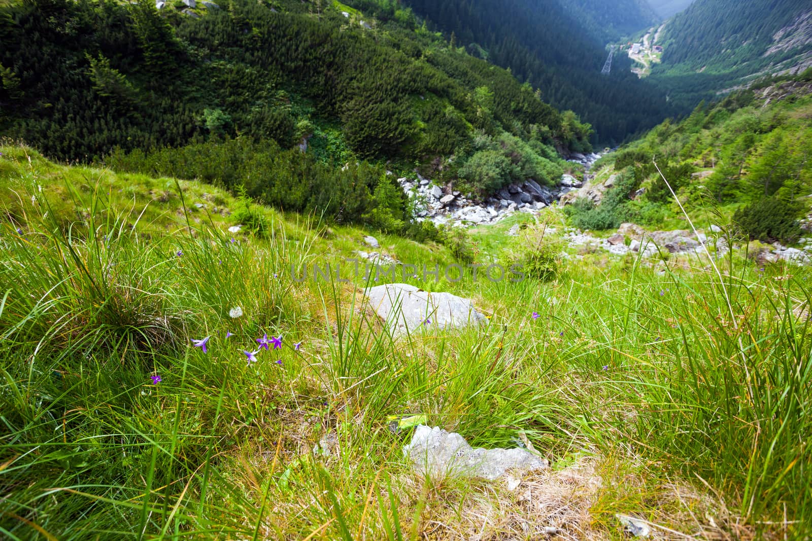 Wild violet flower on Fagaras mountain, Romania