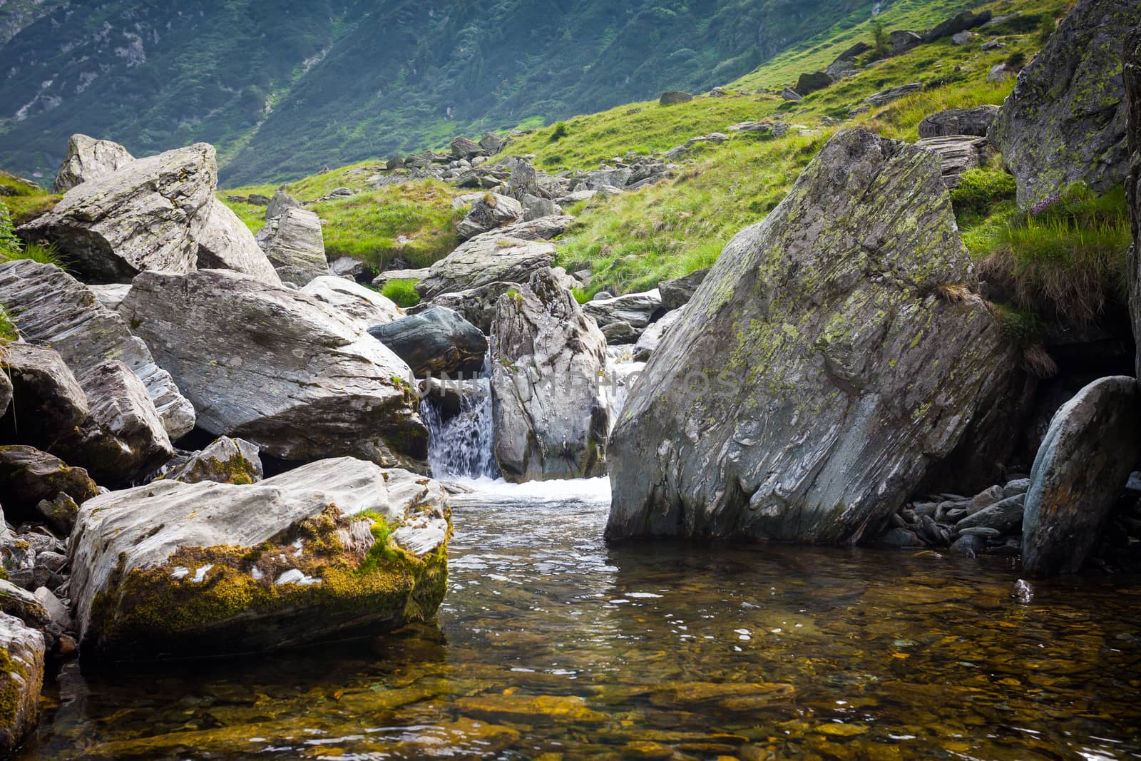 Forest stream surrounded by vegetation running over rocks