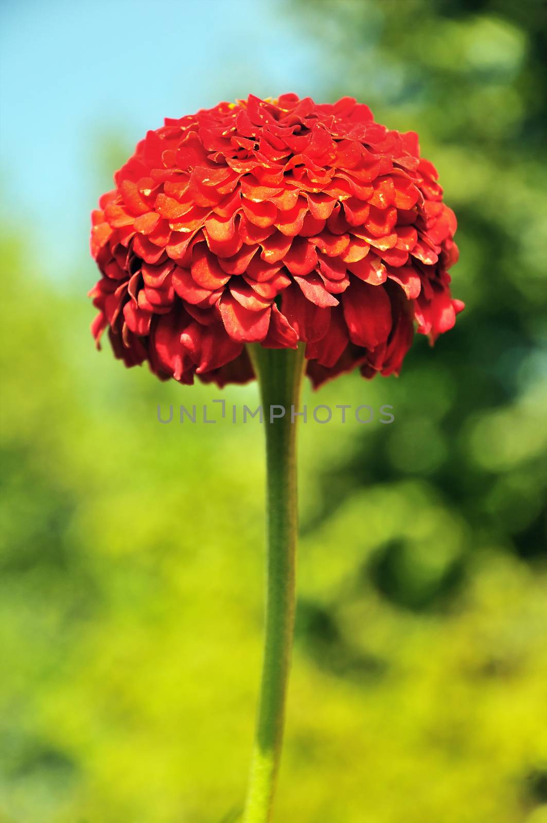 flower - red dahlia  in bright sunny day