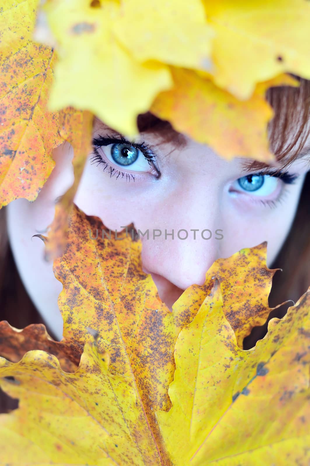 autumn blue eyes of girl between yellow leaves