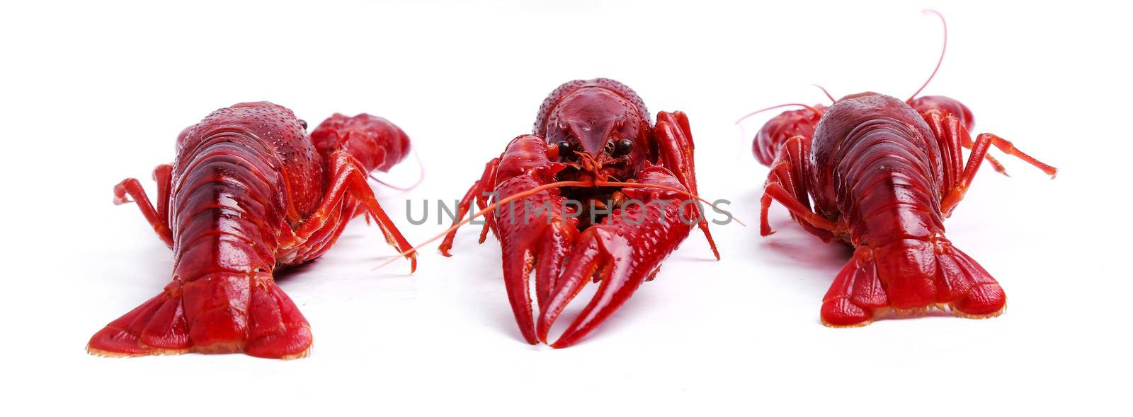 Food. Delicious crayfish on a white background