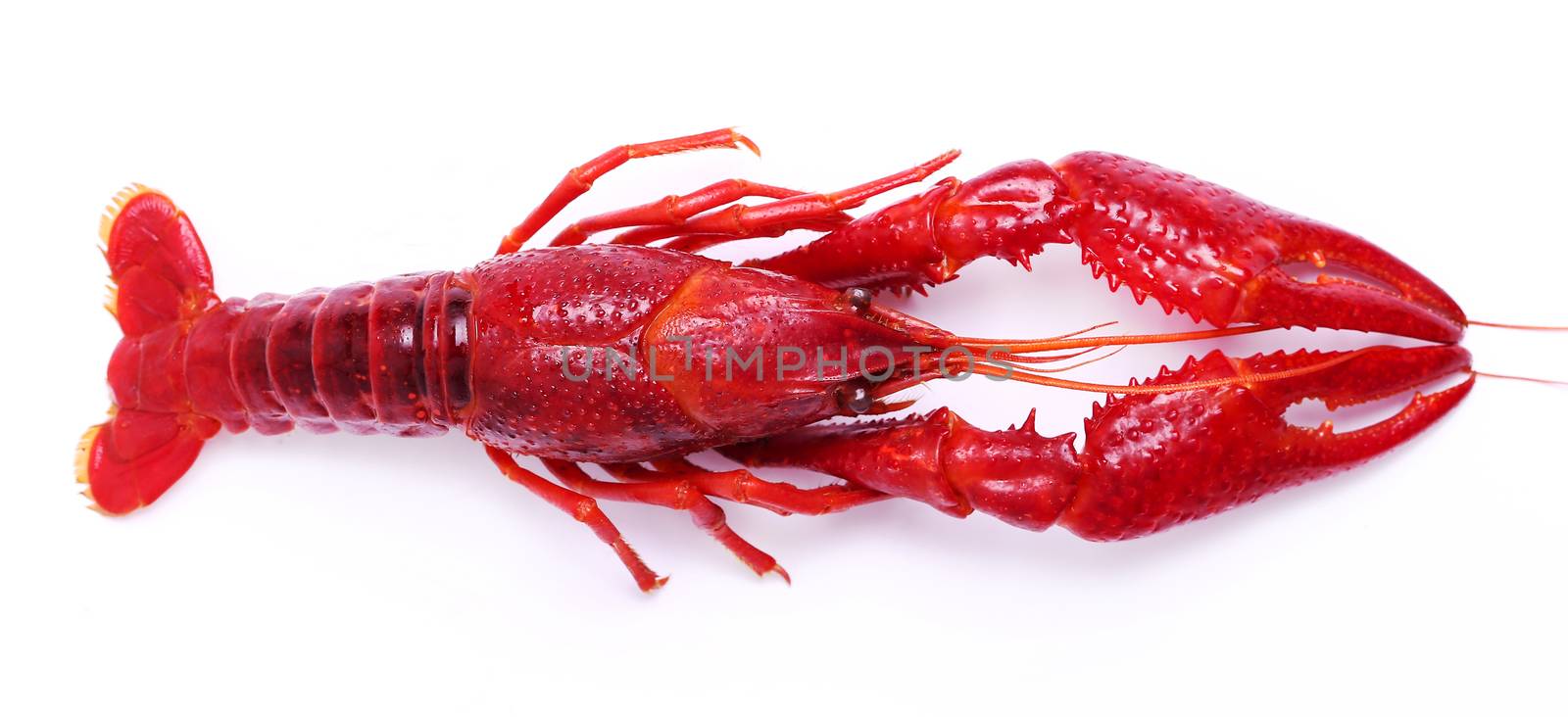 Food. Delicious crayfish on a white background