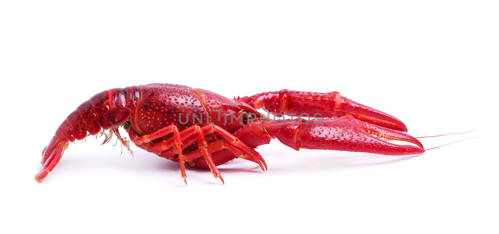 Food. Delicious crayfish on a white background