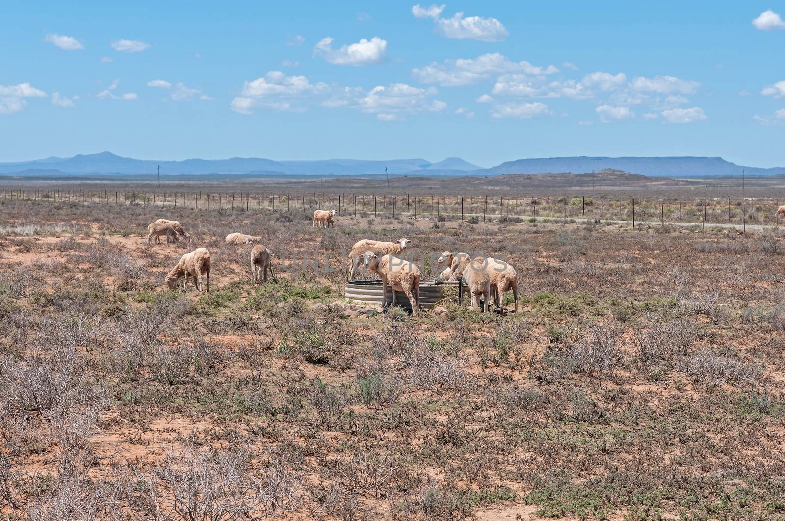 Typical arid Karoo landscape between Hanover and Richmond