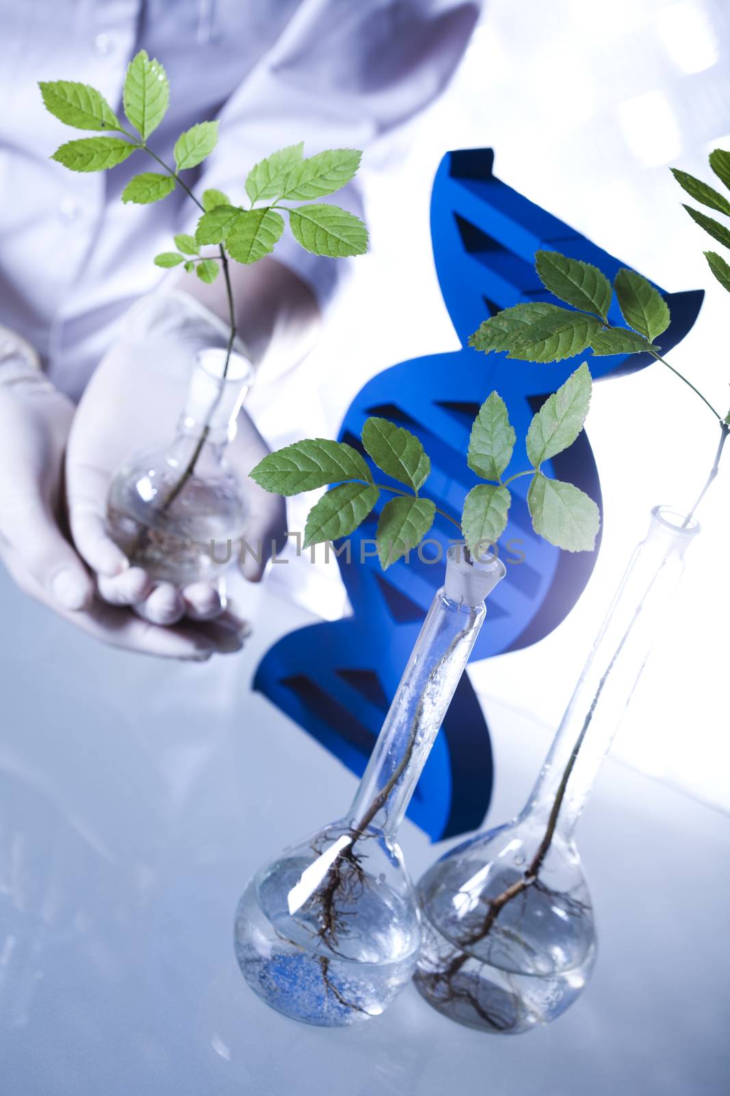 Plant in a test tube in hands of the scientist by JanPietruszka
