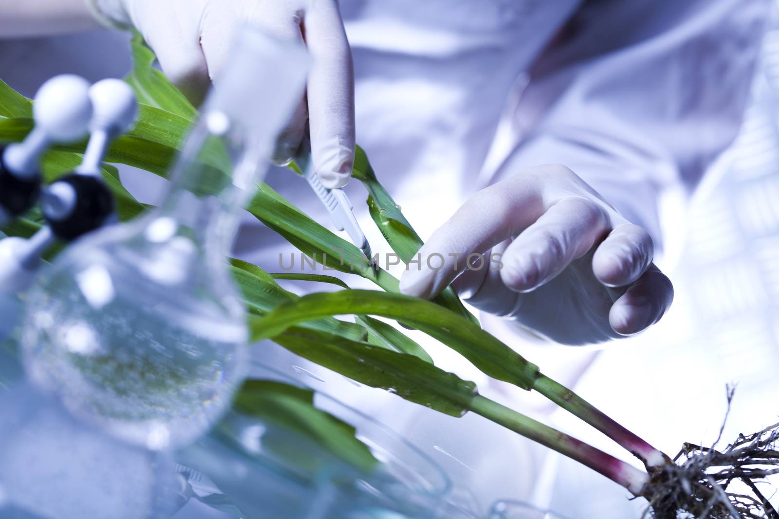 Plant in a test tube in hands of the scientist