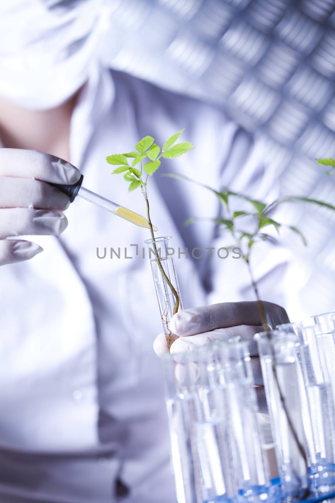 Laboratory glassware, genetically modified plant by JanPietruszka