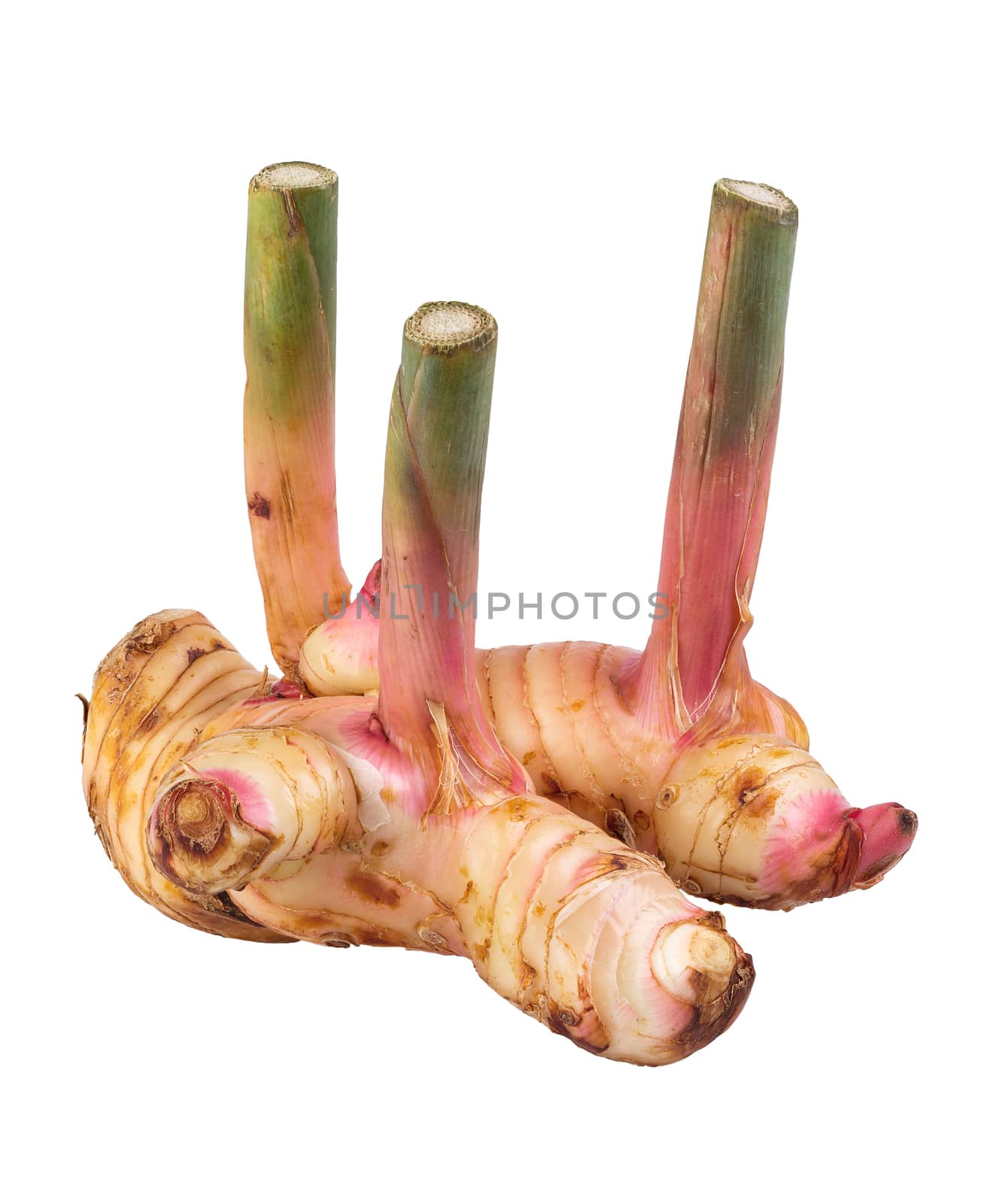 galangal isolated on white background