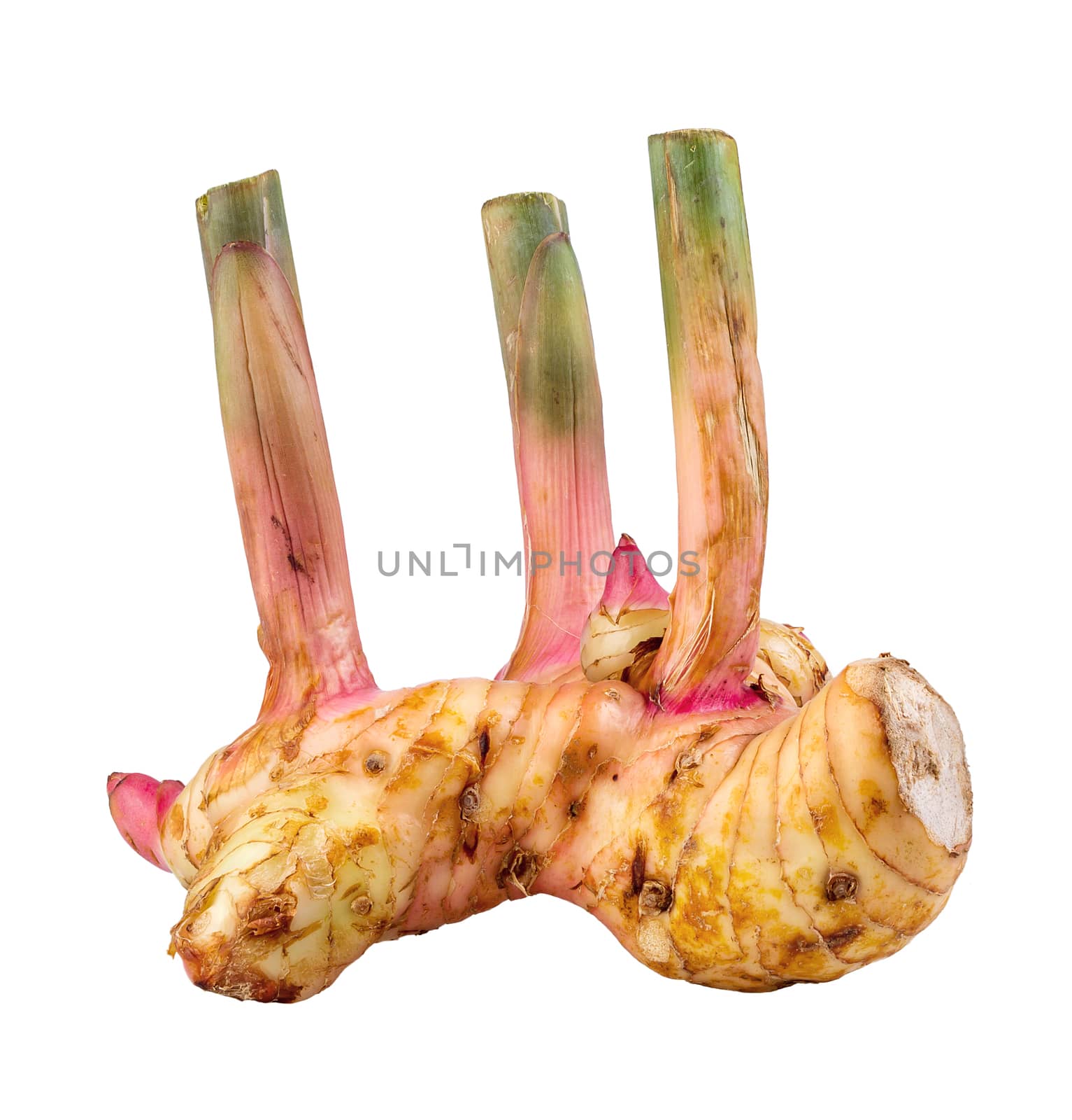 galangal isolated on white background